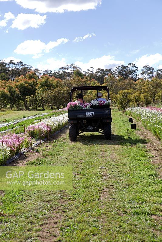Harvested Rhodanthe manglesii Mangles everlasting daisies on the back of a truck destined for the Sydney flower markets
