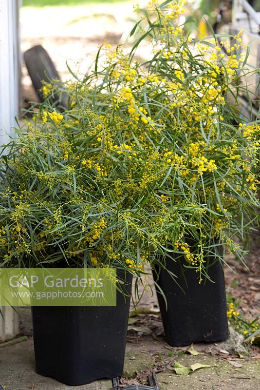 Two bunches of Acacia pycnantha, Golden Australian wattle, ready for the Sydney Flower markets