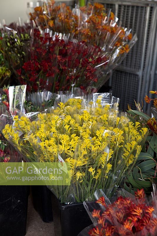 Several varieties of Anigozanthos, Kangaroo Paw, bunched up and ready for the Sydney Flower Markets