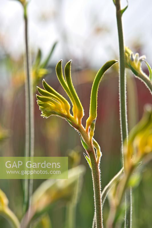 Anigozanthos manglesii 'Anniversary Gold' Kangaroo paw seen growing at a wildflower farm