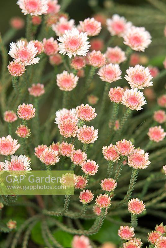 Actinodium cunninghamii 'Australian Beauty', Swamp daisy, orange pink centres fading to white at the edges.