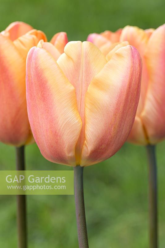 Tulipa 'Apricot Foxx'