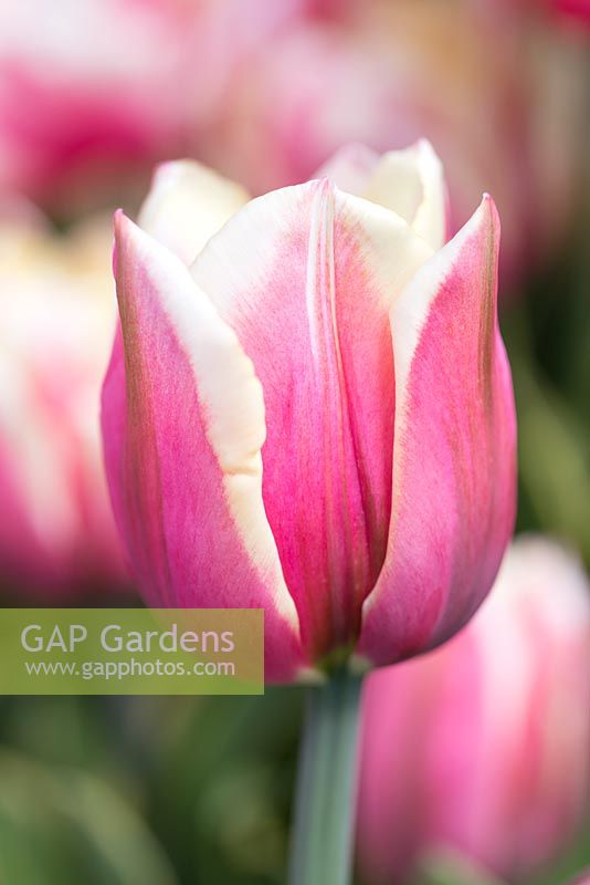 Tulipa 'Top Lips'