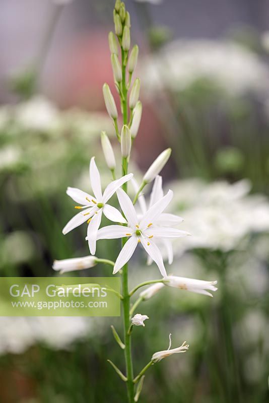 Camassia leichtlinii subsp. suksdorfii 'Alba', a creamy white star-shaped flowers forming a loose pyramid. Avon Bulbs