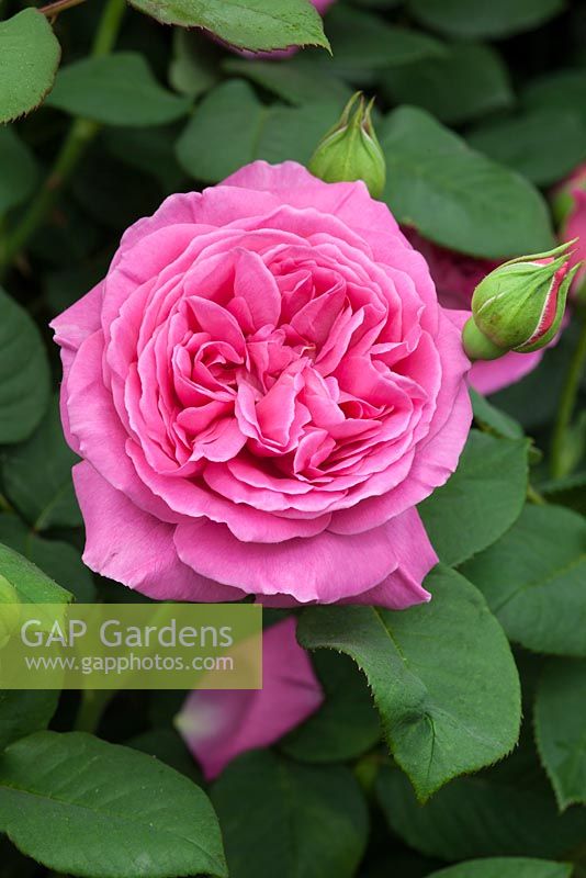 Rosa 'Sandringhaml', new for 2016, Modern Shrub Rose. Peter Beales Roses