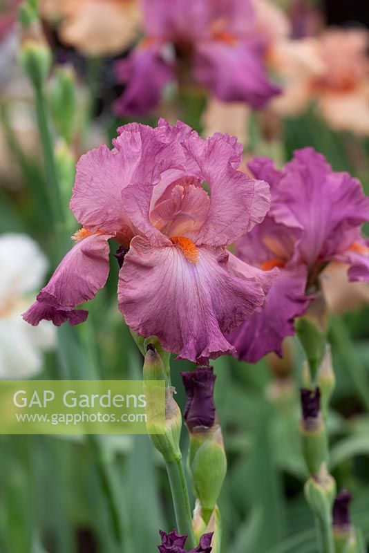 Iris 'Hortensia Rose', Cayeaux Iris