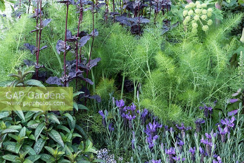 A mixture of herbs, including: Angelica, Fennel - Foeniculum vulgare, Lavender - Lavandula 'Helmsdale' and Red Orach - Atripled hortensis var. Rubra.