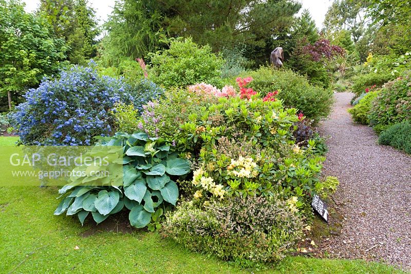 The path to the Japanese Garden at Mount Pleasant Gardens, Kelsall, Cheshire. Planting includes Ceanothus, Hostas, heathers and Azaleas. Photographed in June.