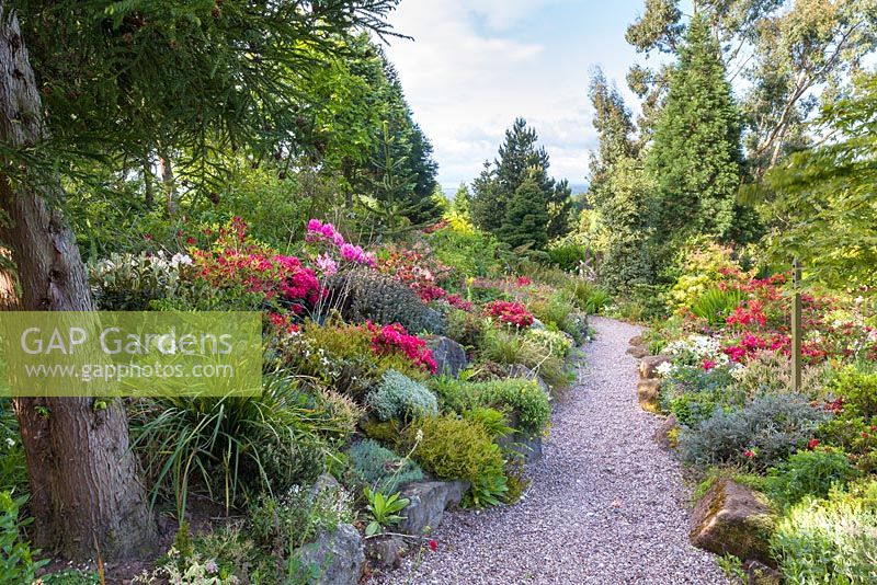 Plants including Azaleas, Rhododendrons, Dicentra, Geum 'Mrs Bradshaw' and Helianthemum, in borders at Mount Pleasant Gardens, Kelsall, Cheshire photographed in June