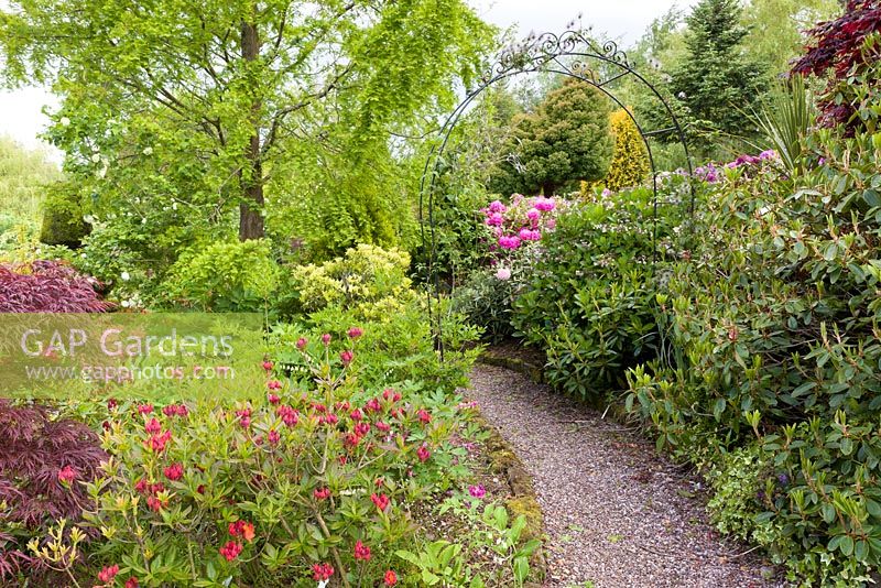 A path winds through a wrought iron archway while Rhdoddendrons and Azaleas bloom in the bordering shrubberies, at Mount Pleasant Gardens, Kelsall, Cheshire - photographed in early June