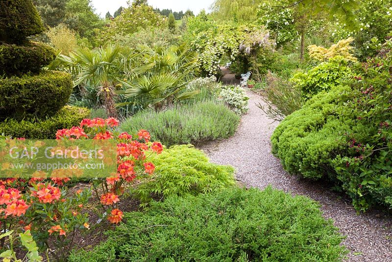 A path winds through shrubberies at Mount Pleasant Gardens, Kelsall, Cheshire.  Planting includes Azaleas, Acer palmatum, Chamaerops or fan palm and a Hebe. Photographed in June.