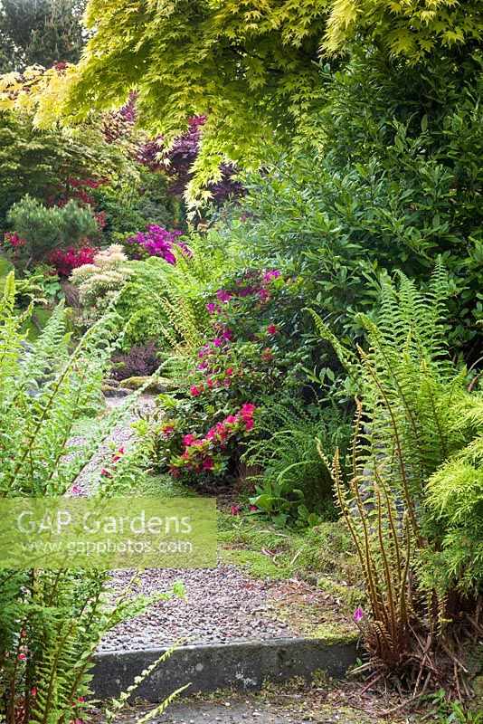 An Acer palmatum arches over a path lined by ferns, Rhododendrons and Azaleas at Mount Pleasant Gardens, Kelsall, Cheshire photographed in June