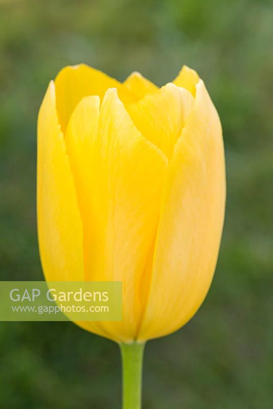 Tulipa 'Big Smile'