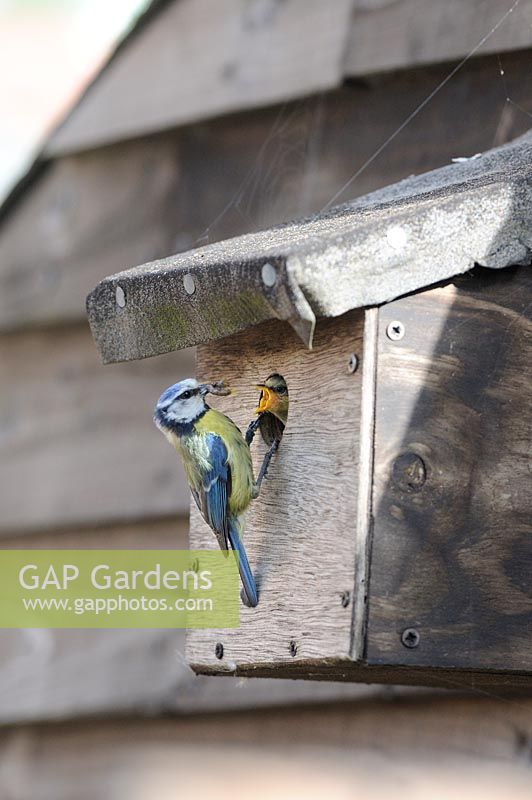 Blue tit - Parus caeruleus adult feeding youngster in nestbox, nestbox placed on garden shed