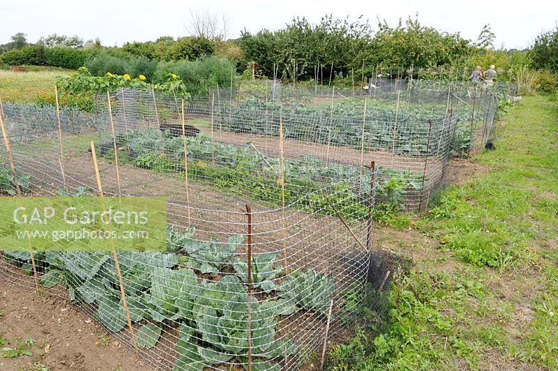 Brassicas with fencing and netting for protection against rabbits and birds
