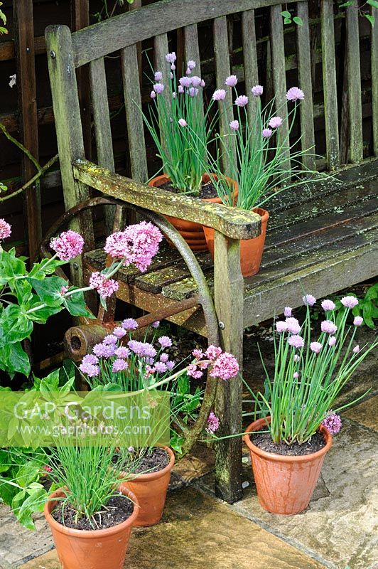 Garden still life, Garden chives, in terracotta pots placed around rustic garden seat on patio, UK, May