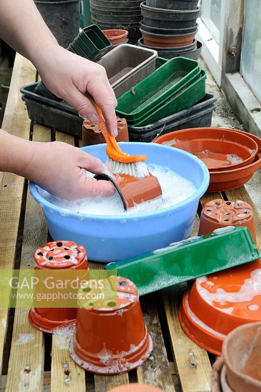 Washing terracotta pots on the greenhouse staging in late winter