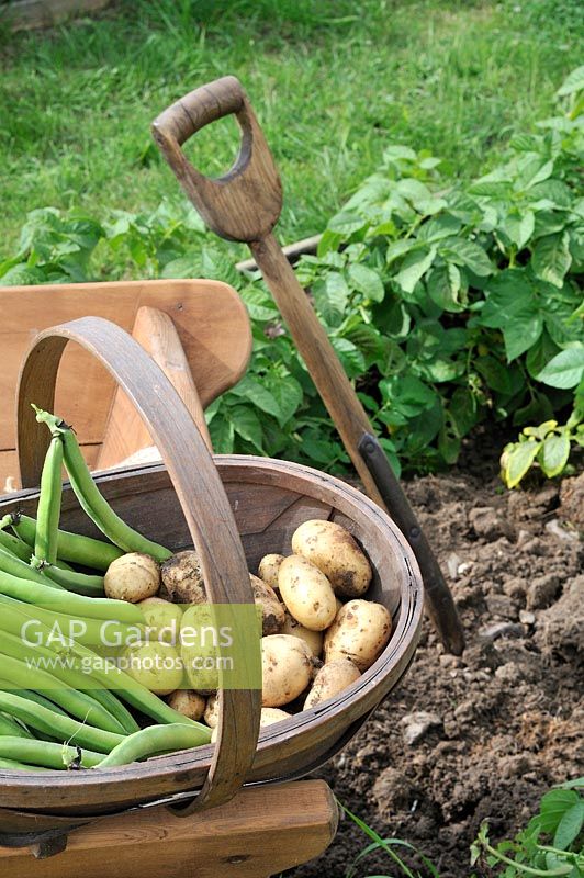 First of the summer Vegetables, First Early potatoes, 'Arran Pilot', and broad bean, 'Aquadulce Claudia' in rustic trug, Norfolk, UK, June