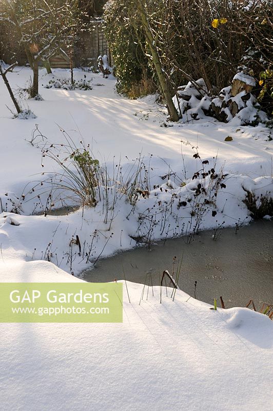Urban garden after snowfall with wildlife pond, small, trees and woodpile, Norfolk, UK, November
