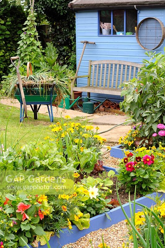 Small potager garden in mid summer showing mixed flower and vegetable planting, UK, July,