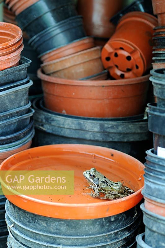 Common frog - Rana temporaria, hunting for insects amongst plastic flower pots under greehouse staging, UK, June