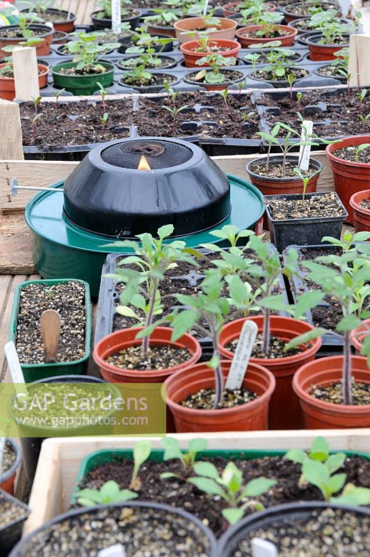 Anti frost paraffin greenhouse heater, amongst seedlings on the greenhouse staging, UK, April