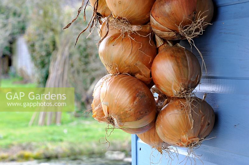 Over wintered stored Onions hanging from garden shed, UK, March