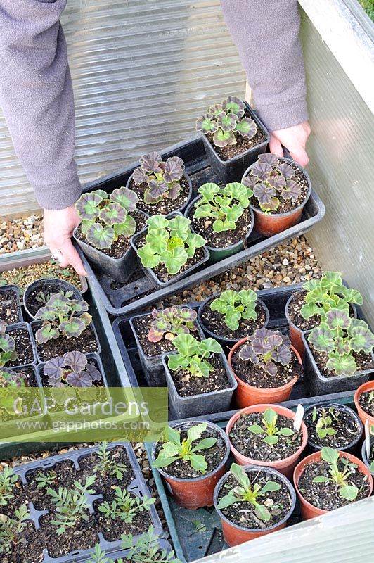 Hardening off seedlings, woman gardener placing trays of seedlings into the cold frame to harden off, UK, May