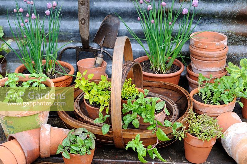 Various herbs in terracotta flower pots in decorative wooden tray, with garden tools and trugs, UK, May