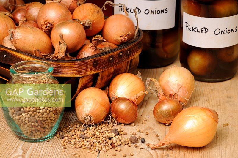 Country kitchen scene with home made jars of pickled onions, vinegar, pickling onions, pickling spice and traditional kitchen items, UK, September