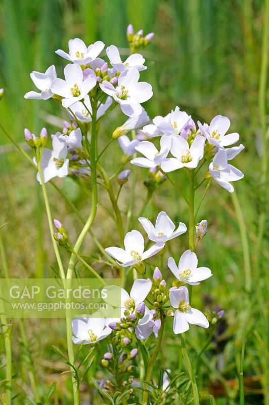 Cardamine pratensis - Cuckoo flower or Lady's smock in full flower by garden pond, UK, May