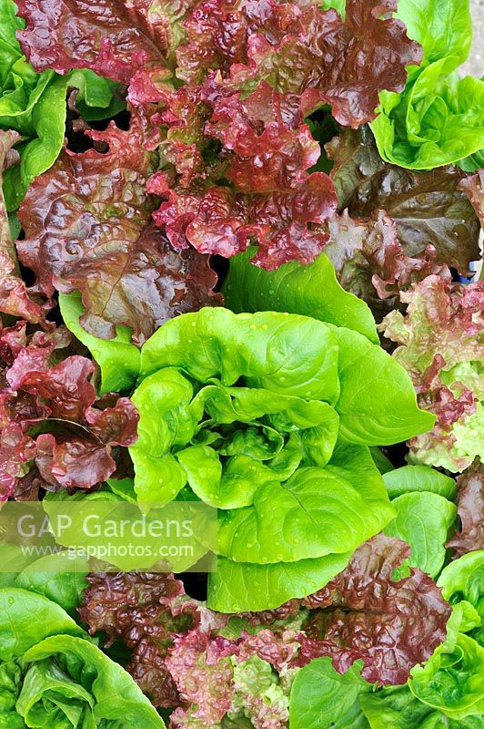 Lettuce 'Little Gm' and lollo rosso, Uk, June