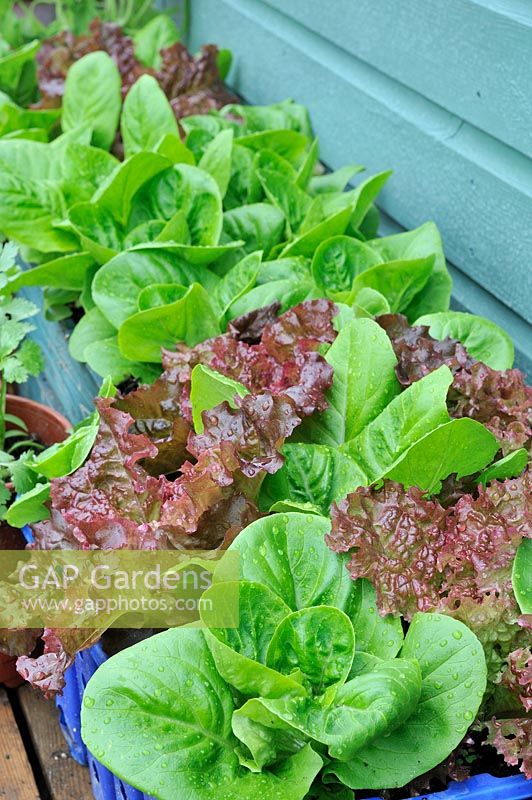 Salad leaves grown in containers - 'Little Gem' and 'Lollo Rosso', UK, June