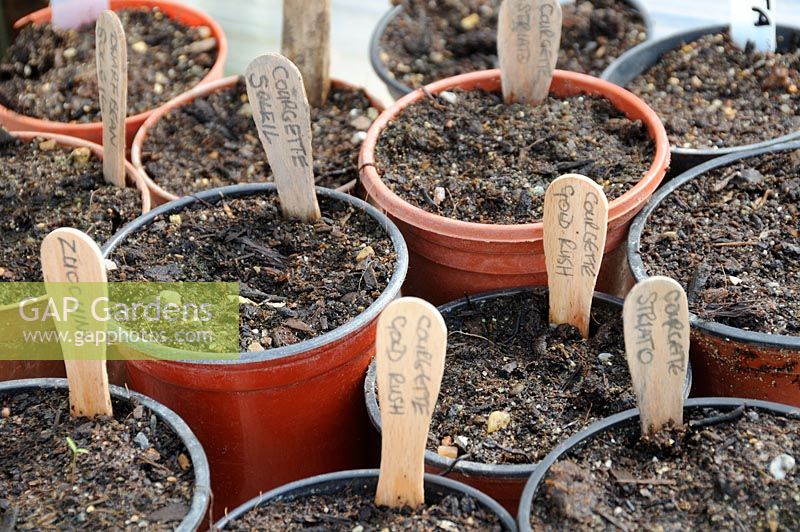 Wooden lolly sticks used to label pots of courgette seed, UK, April 