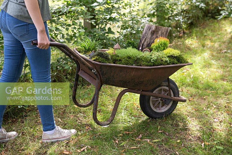 Miniature Wheelbarrow Garden. Girl pushing a wheelbarrow containing a miniature garden made with Moss, Conifers, decorative stones, seashells, animal and structural figurines