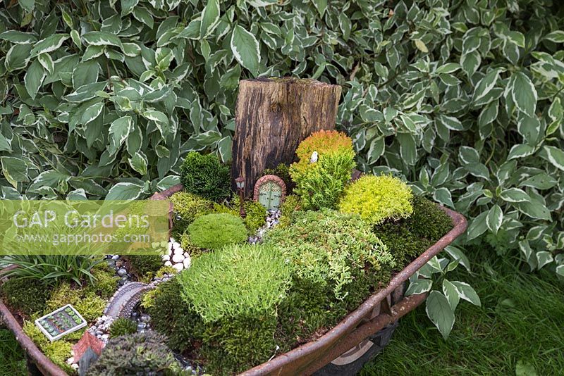 Miniature Wheelbarrow Garden. A miniature garden inside a wheelbarrow made with Moss, Conifers, decorative stones, seashells, animal and structural figurines