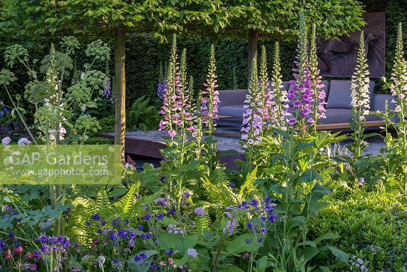 Digitalis purpurea in Husqvarna Garden. The RHS Chelsea Flower Show 2016 