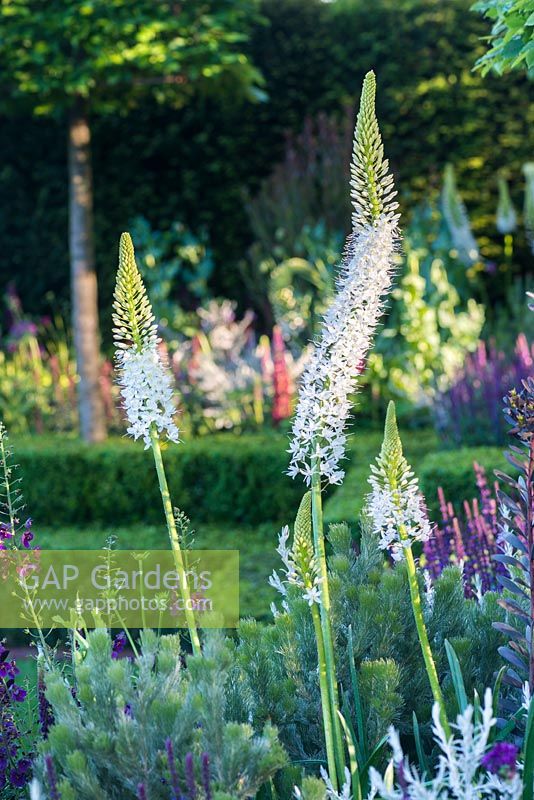 The Husqvarna Garden, view of flowerbed with white Eremurus robustus  - giant desert candle and pink flowers.  