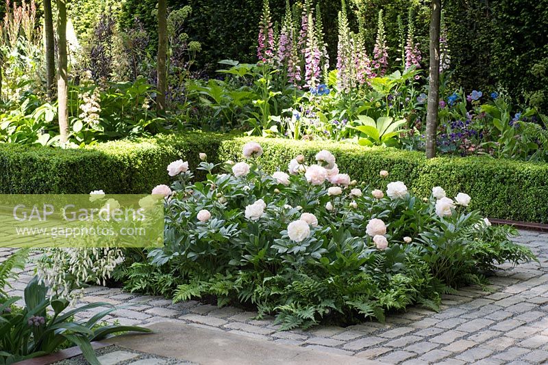 Bed of Paeonia lactiflora with ferns, The Husqvarna Garden presents 'Support, a garden in Melbourne', RHS Chelsea Flower Show 2016 - Design: Charlie Albone - Sponsor: Husqvarna