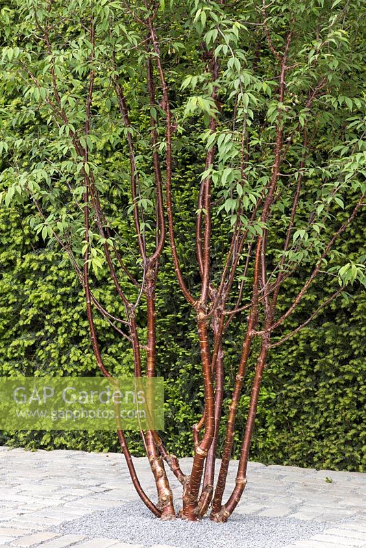 Husqvarna presents Support, The Husqvarna Garden. RHS Chelsea Flower Show 2016, Designer: Charlie Albone, Sponsors: Husqvarna