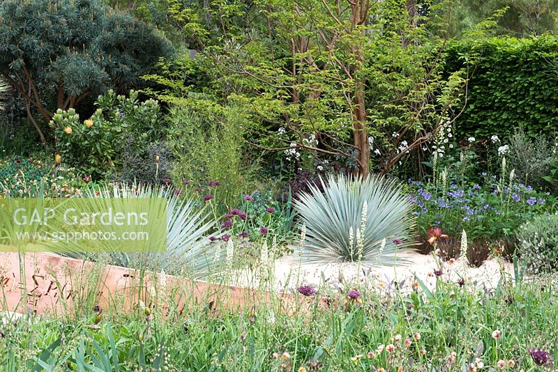 Yucca rostrata - The Winton Beauty of Mathematics Garden, The RHS Chelsea Flower Show 2016, Designer: Nick Bailey, Sponsor: Winton