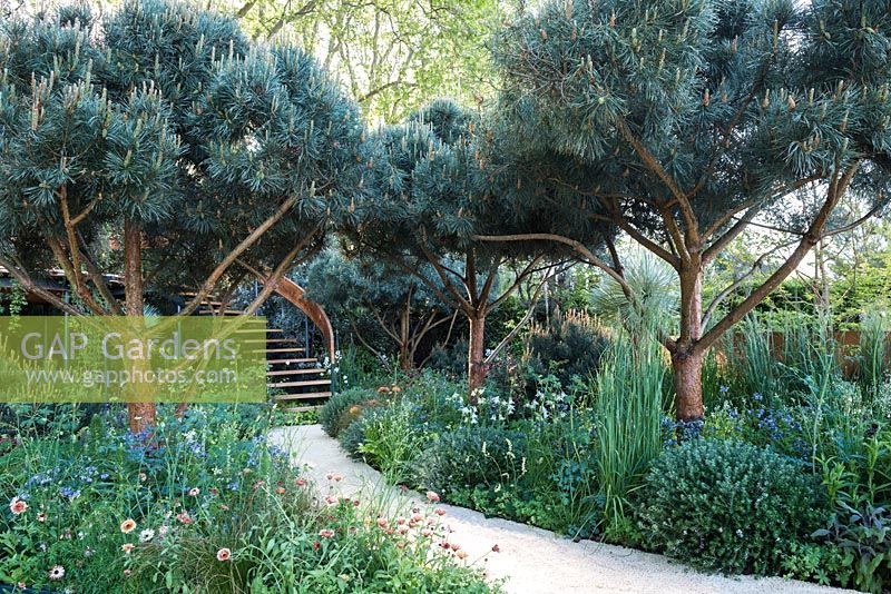 The Winton Beauty of Mathematics Garden, view of desert-like earth path leading to curved stairs surrounded by Pines, Calendula officinalis 'Sherbet Fizz' and mediterranean plants. The RHS Chelsea Flower Show 2016, Designer: Nick Bailey, Sponsor: Winton