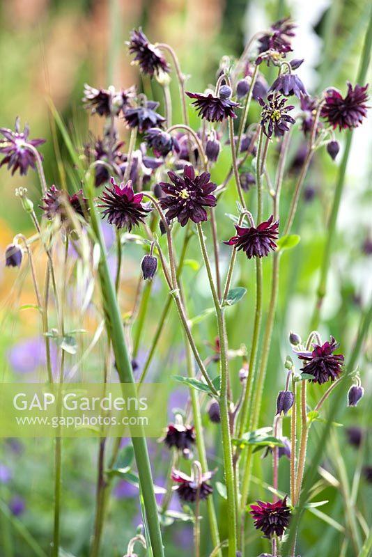 Aquilegia 'Black Barlow'. The Winton Beauty of Mathematics Garden. The RHS Chelsea Flower Show 2016, Designer: Nick Bailey, Sponsor: Winton