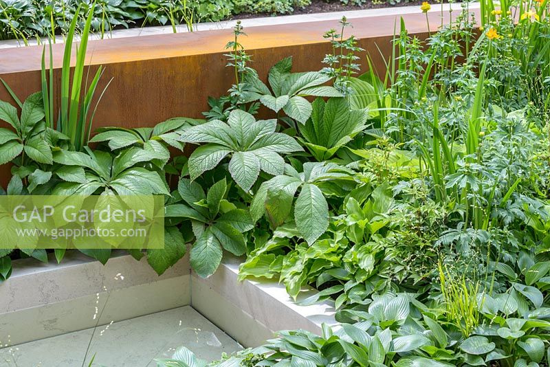 Rodgersia 'Irish Bronze' on the edge of limestone waterfeature in Garden of Mindful Living, The RHS Chelsea Flower Show 2016 - Designer: Paul Martin - Sponsor: Vestra Wealth LLP - GOLD