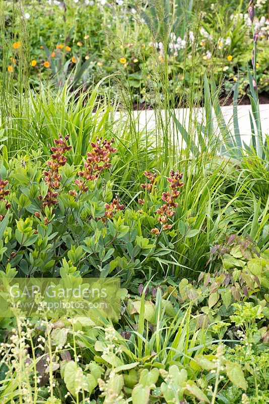 Baptisia 'Cherries Jubilee' - Vestra Wealth's Garden of Mindful Living, RHS Chelsea Flower Show 2016, Design: Paul Martin, Sponsor: Vestra Wealth LLP