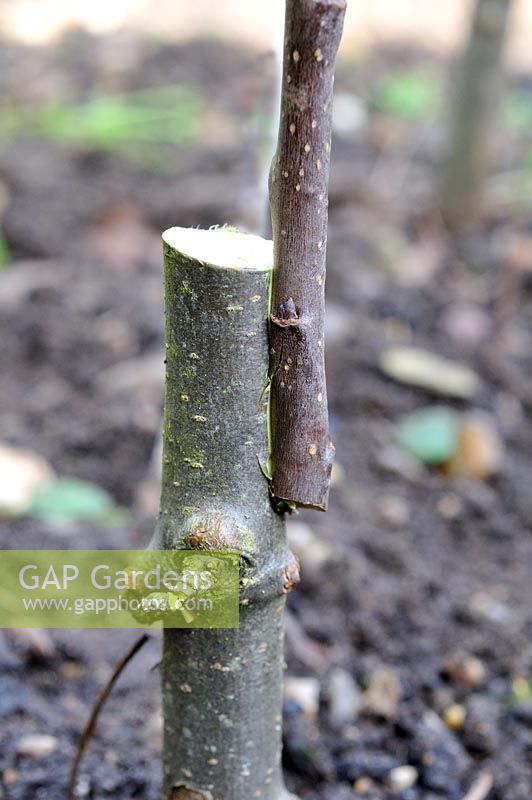 Fruit Propagation, 'whip and tongue grafting', grafting Apple on to M26 grafting stock, scion attached to rootstock