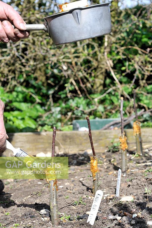 Fruit Propagation, 'whip and tongue grafting', Gardener grafting Apple on to M26 grafting stock, applying hot grafting wax to rootstock and attached scion