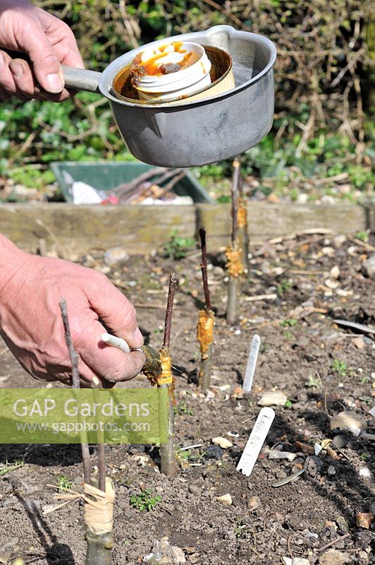 Fruit Propagation, 'whip and tongue grafting', Gardener grafting Apple on to M26 grafting stock, applying hot grafting wax to rootstock and attached scion