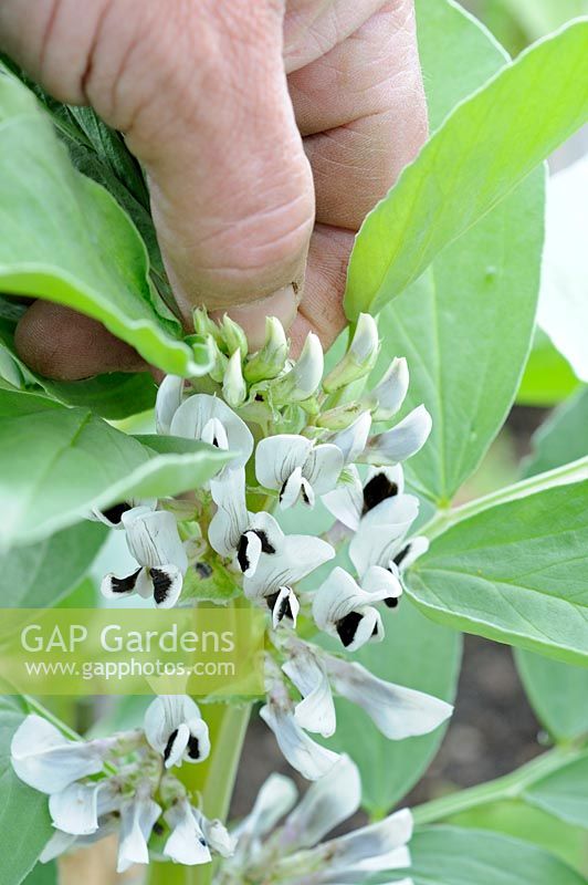 Organic pest control, gardener 'nipping out' tops of broad beans to deter infestations of black aphids, UK, June