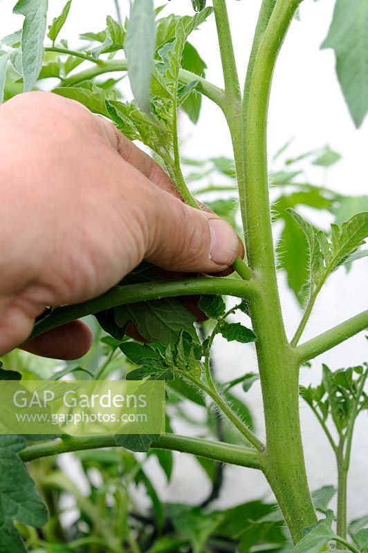 Removing side shoots from greenhouse grown cordon tomato plant, UK, May